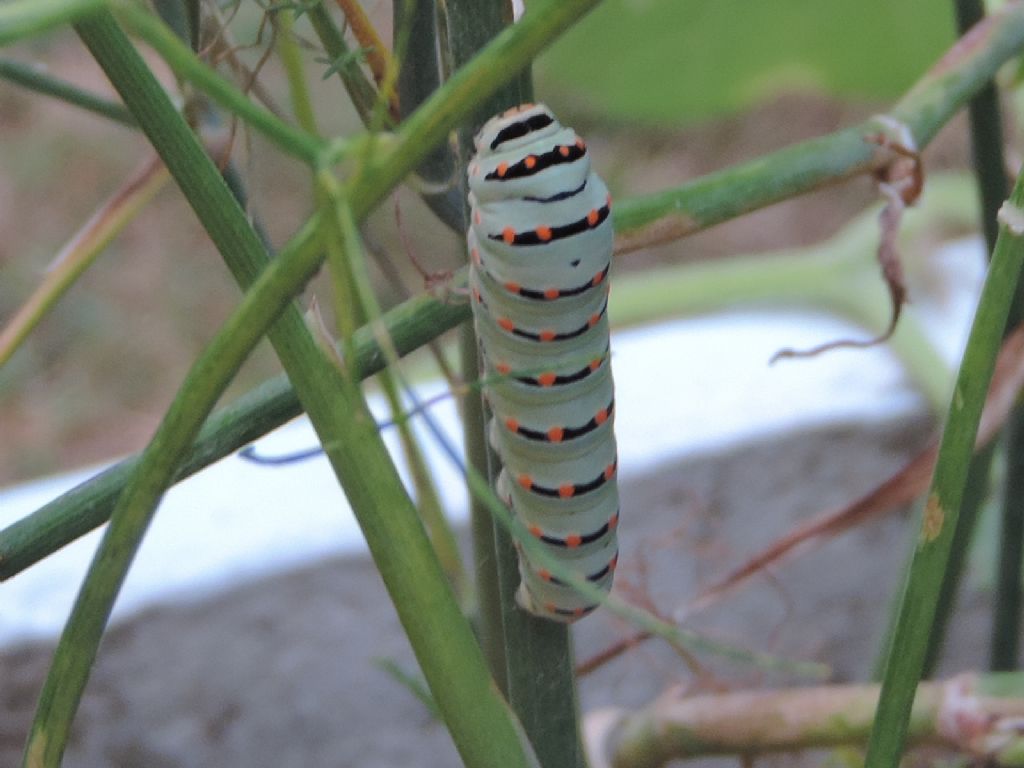 Bruco da ident. - Papilio machaon